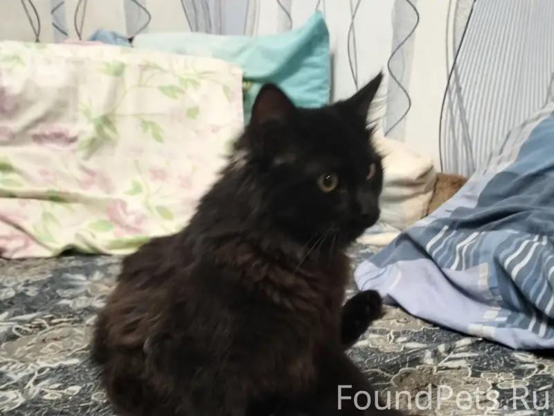 24.12 с утра найден кот...