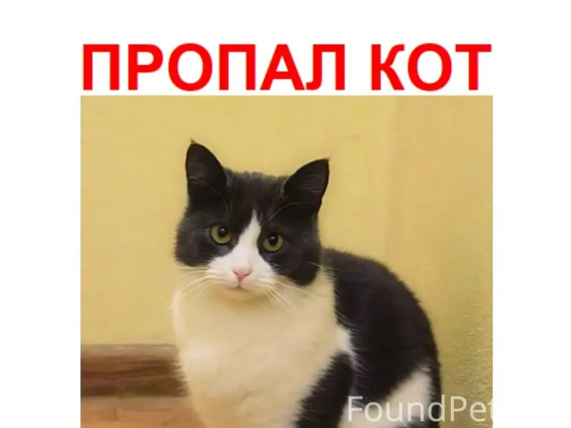 #пропало Пропал кот в г. Воскр...