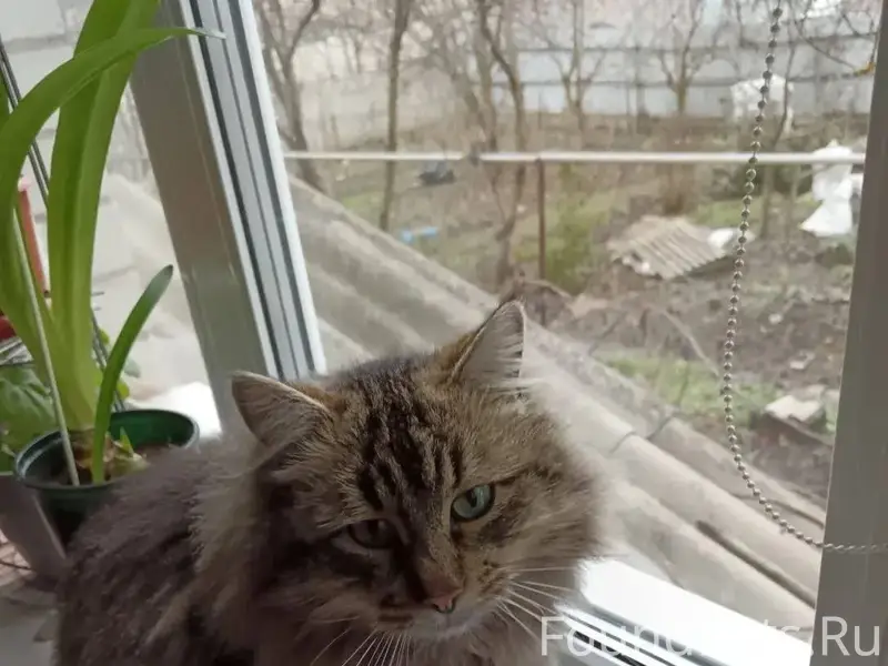 🆘⚡️❗️ Помогите найти ❗️⚡️🆘 📍п....