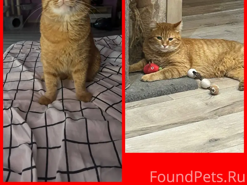Пропал кот ,рыжий Кастрированн...