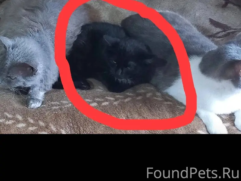 Здравствуйте. Пропал кот как н...