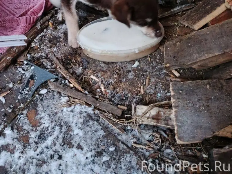 Прибежала вот такая собачка. К...