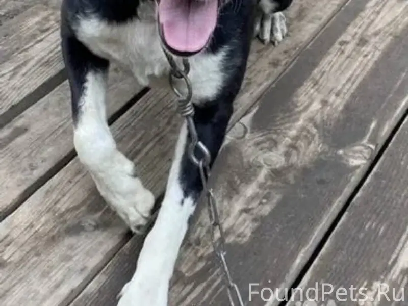 Потерялась собака! Большая, не...