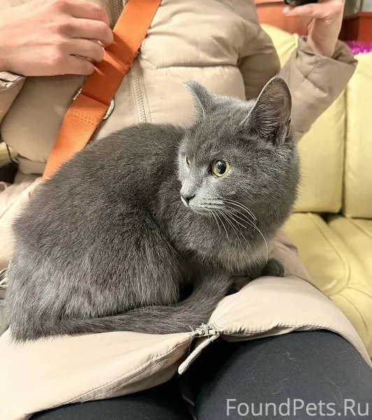 ❗️Очень срочно! Найдена кошечк...