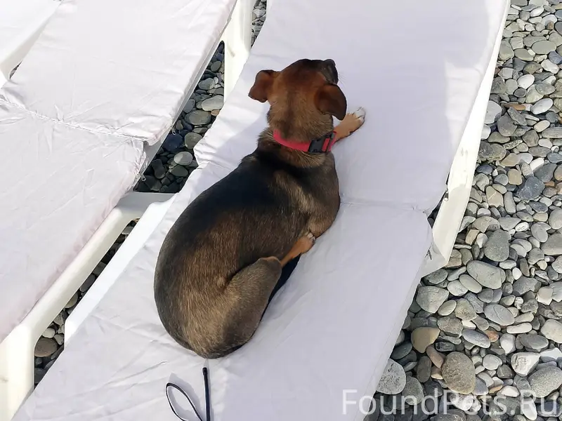 Собака с ошейником ,наверное п...