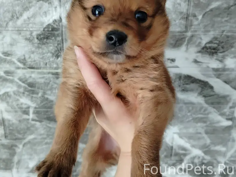 За рекой был найден щенок. (ма...