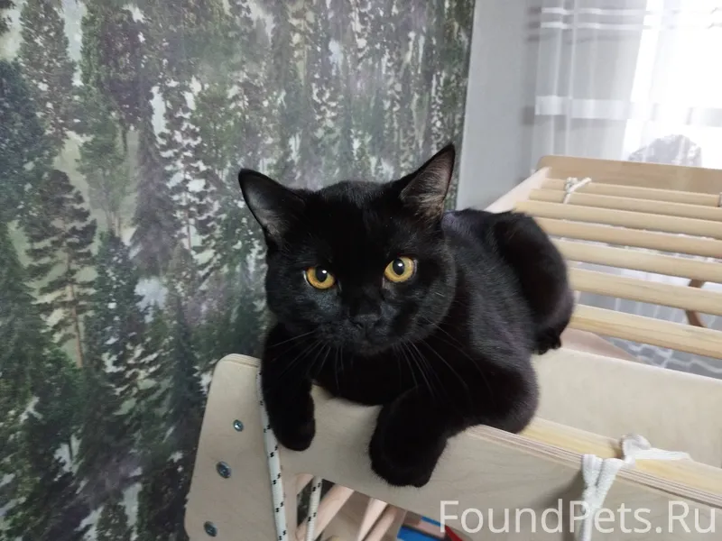 Срочно отдам кота. Найден на у...