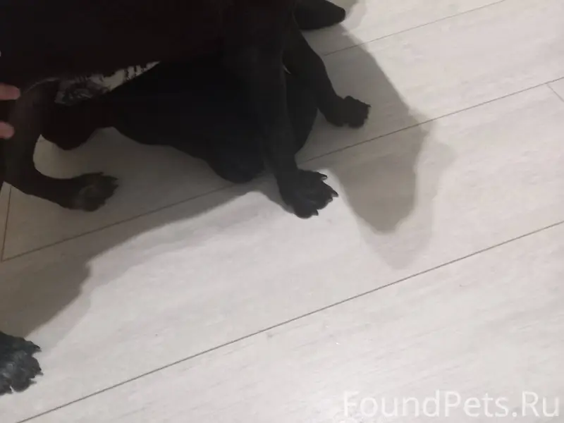 Найдена собака хозяин отзовись...