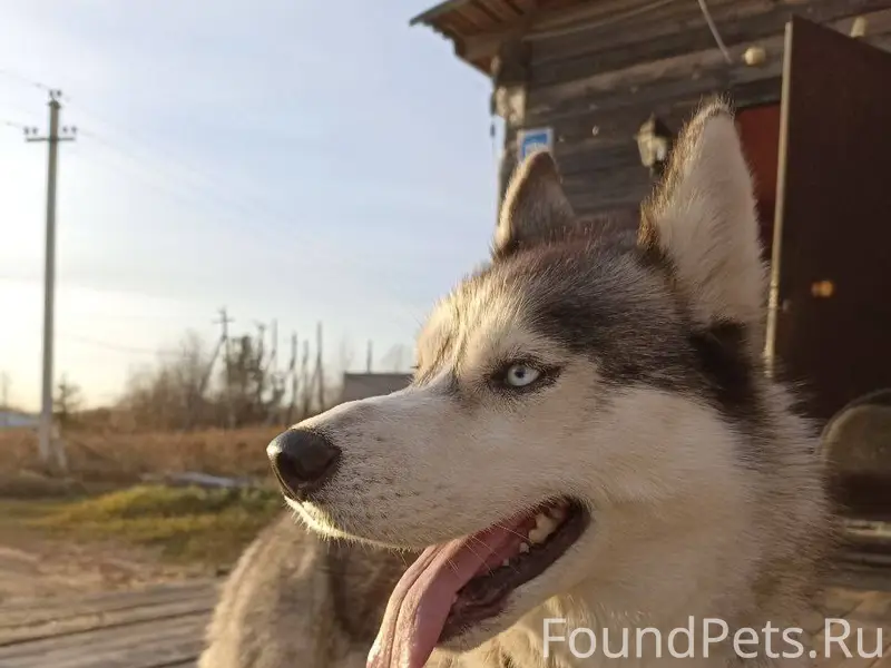 ПРОПАЛА СОБАКА❗️Сибирская хаск...