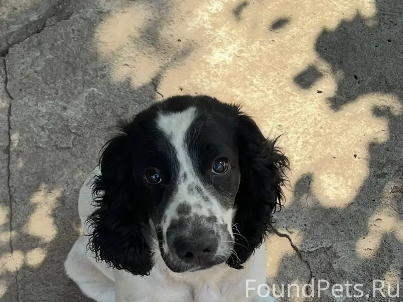 Пропала собака, отзывается на ...