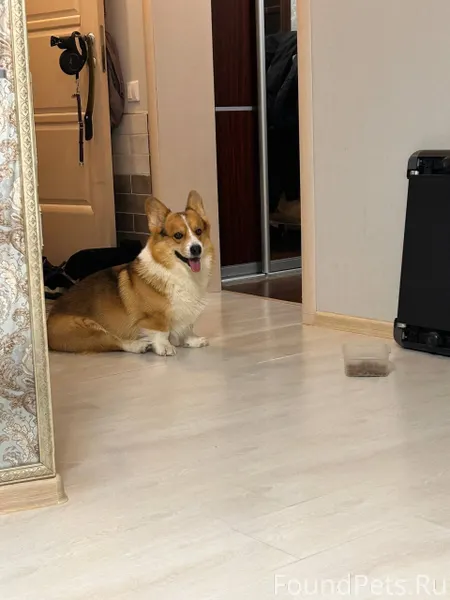 ‼️ Срочно ‼️ Найдена собака по...