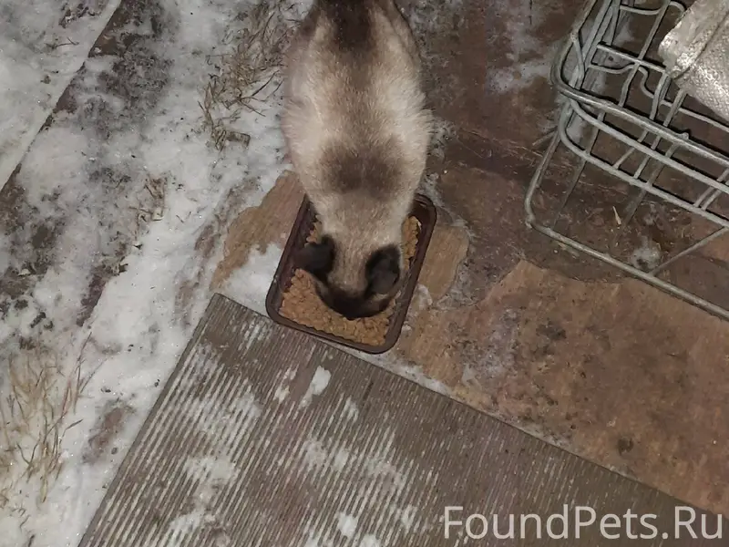 Возможно чей-то потеряшка. При...