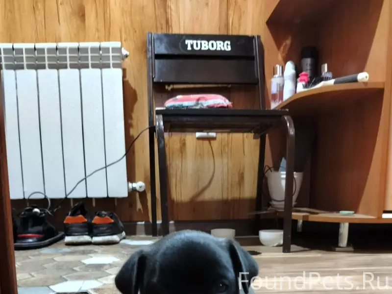 Убежала собачка чёрная маленьк...