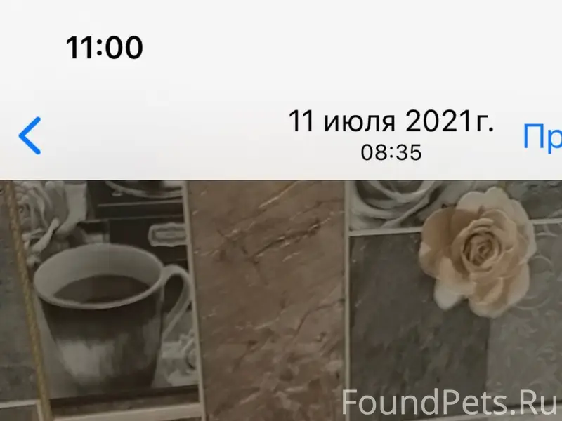 Пропала кошка в Тикописи СНТ «...