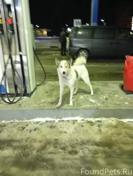 На заправке Газпром бегает соб...