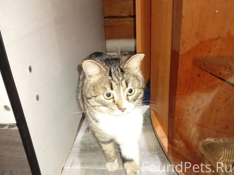 Найден кот на заводском у 9...
