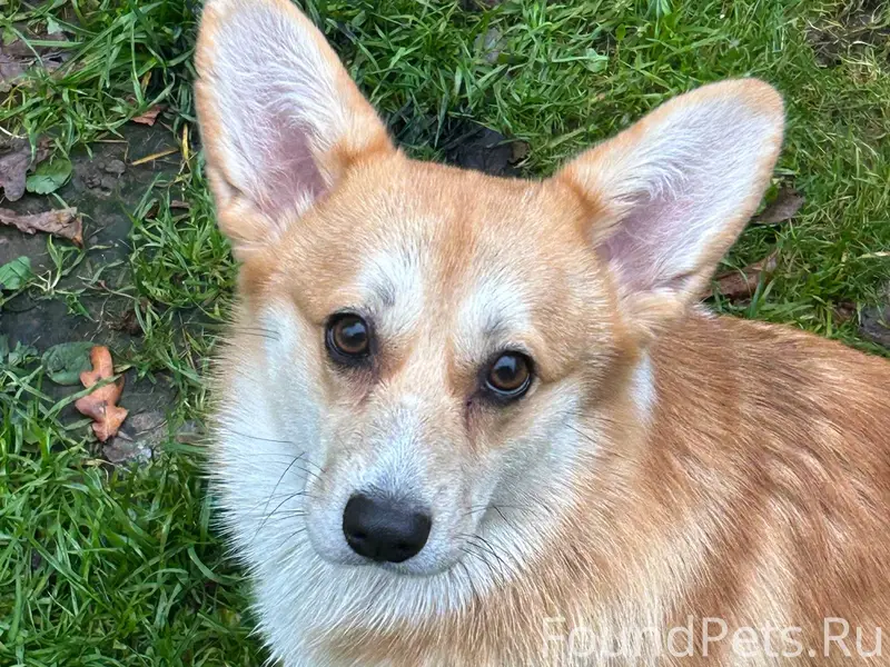 Потерялась собака!!! Сегодня н...