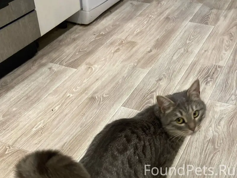 Найден кот по адресу Некрасова...