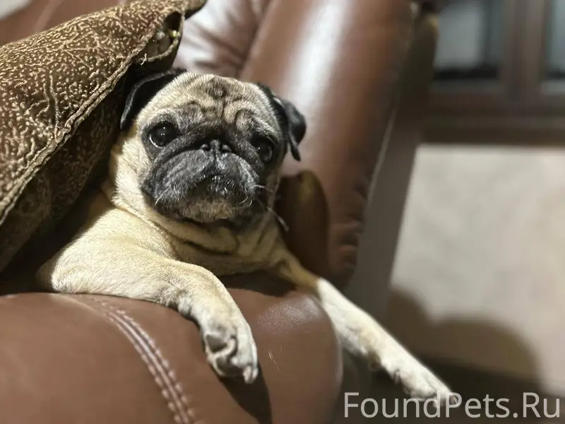 ПРОПАЛА СОБАКА! В 15:40, 26...