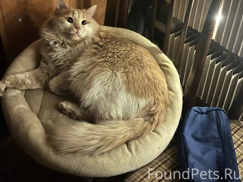 Пропал кот! Зовут Персик, мы в...