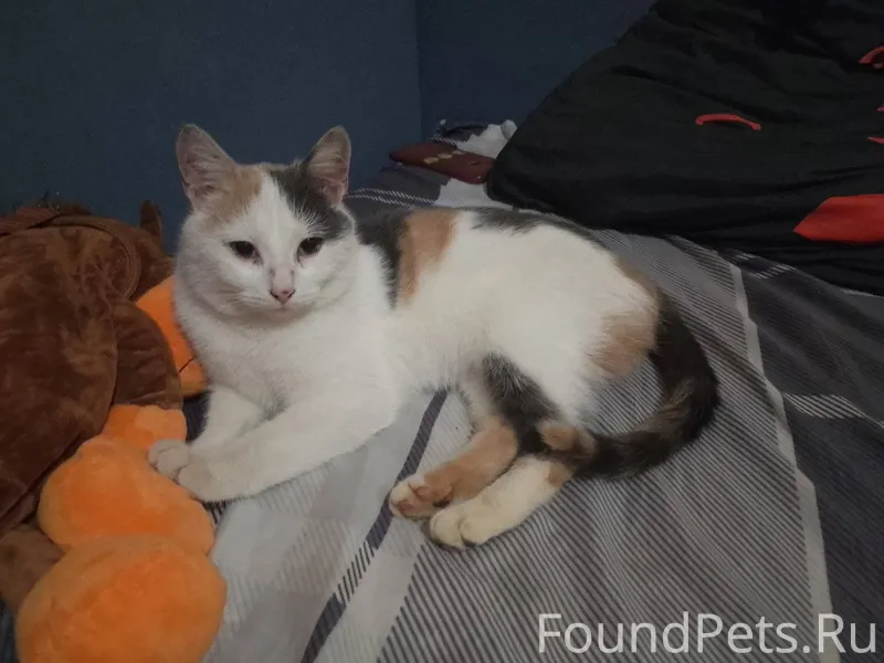 Кошка ищет дом и заботливые ру...