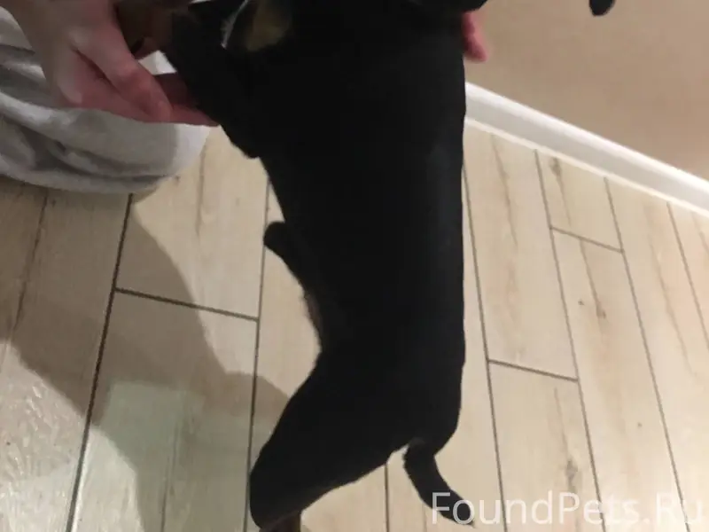 Чей потеряшка? Хозяин, найдись...