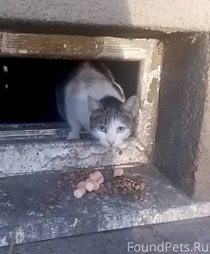 Найдена кошка! Пожалуйста, мак...