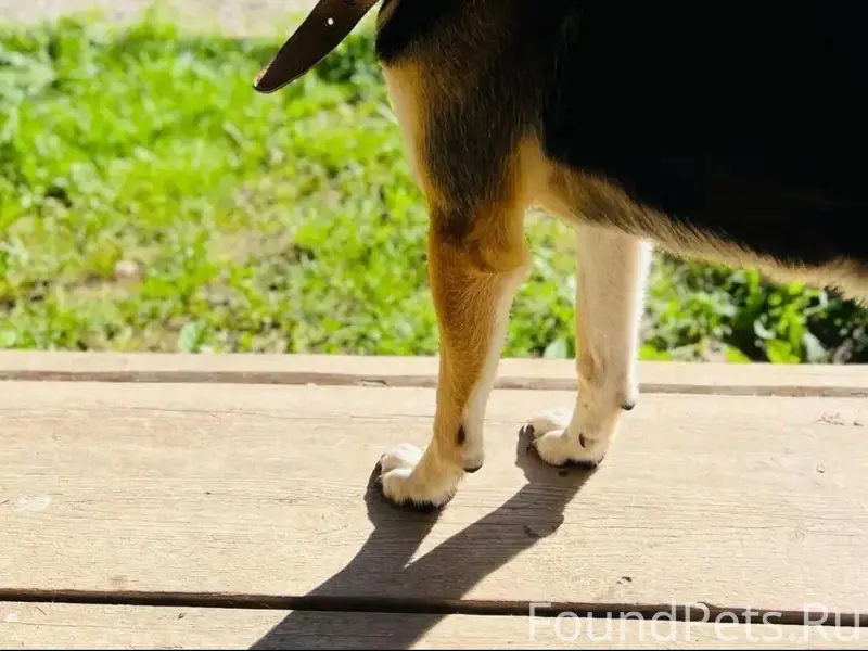 Потерялась собака! 24.12.2025 ...