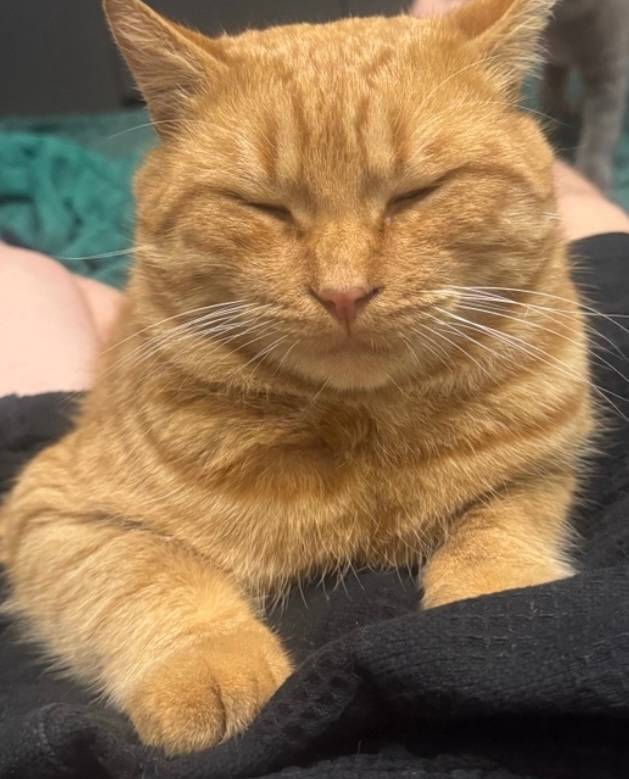 Здравствуйте,пропал кот в райо...