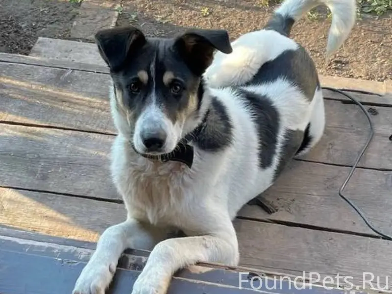 ‼️ВНИМАНИЕ ‼️ Пропал пес по кл...