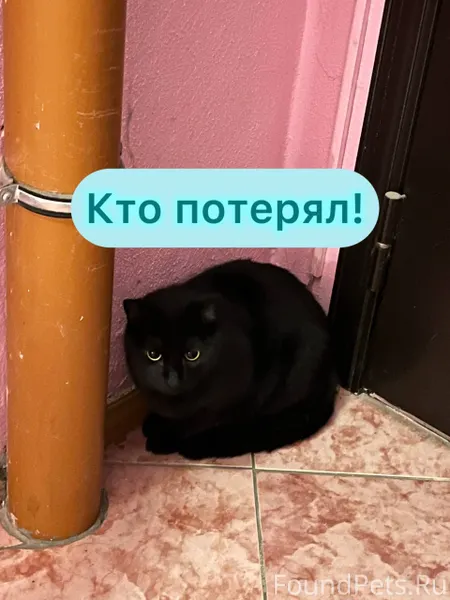 Ставрополь ‼️🚩❤️ Нашелся кот п...
