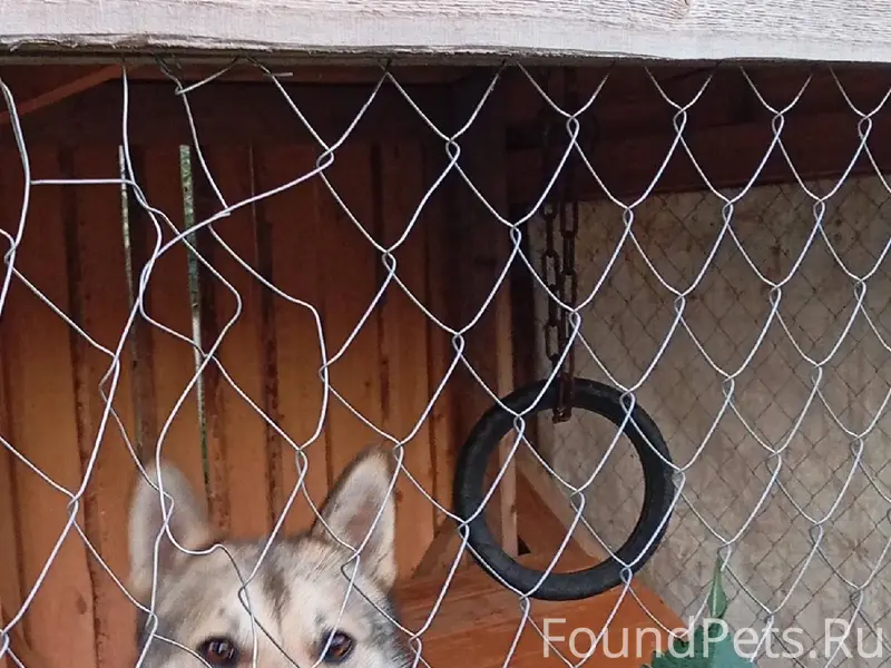 Помогите!!! Пропала собака Зап...