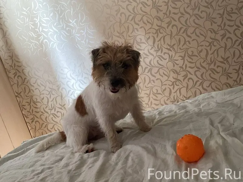 Потерялась собака, Джек-Рассел...