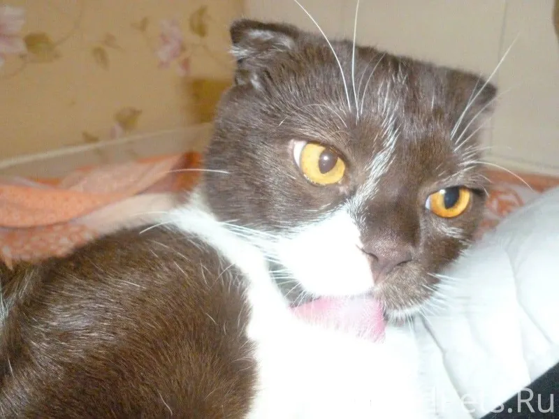 Пропал кот ночью с 29 по...