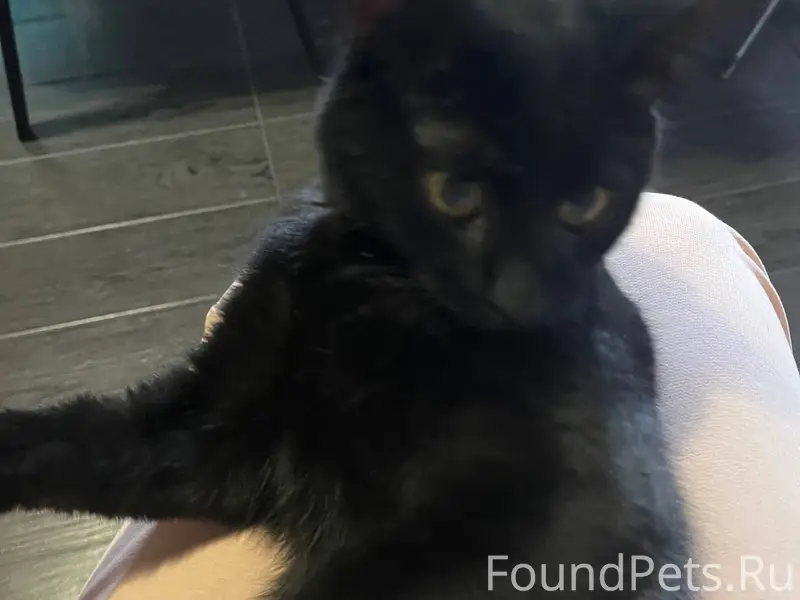 В моем подъезде найден котенок...