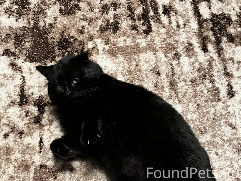 ПРОПАЛ черный кот в радиусе 50...
