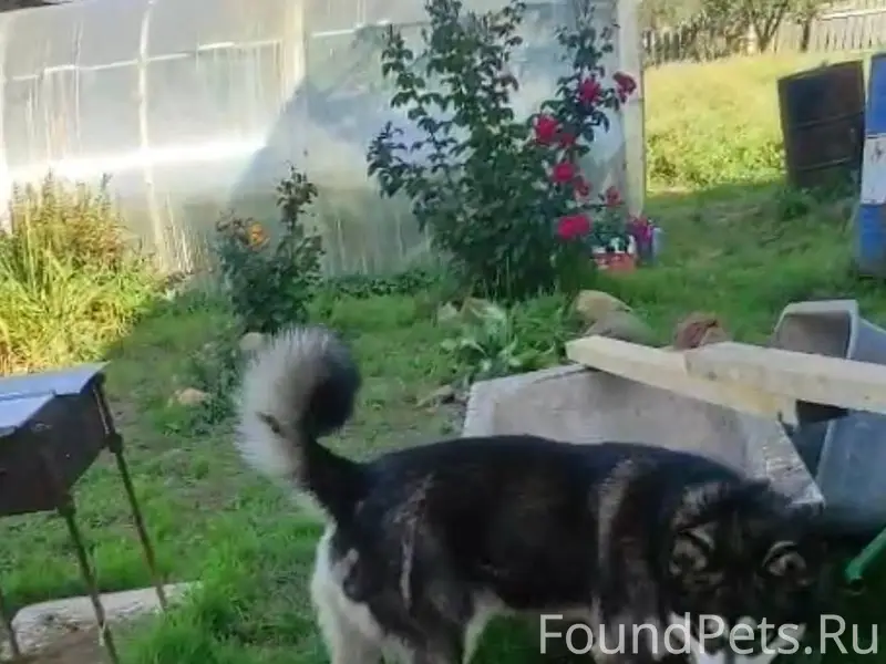 Ржев. ❗ПРОПАЛА СОБАКА ❗ В райо...