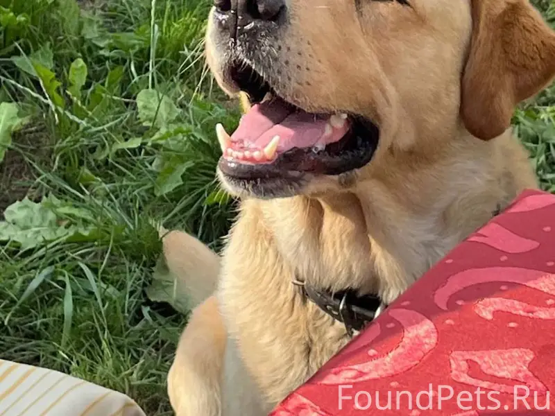 Здравствуйте! Пропала собака(р...