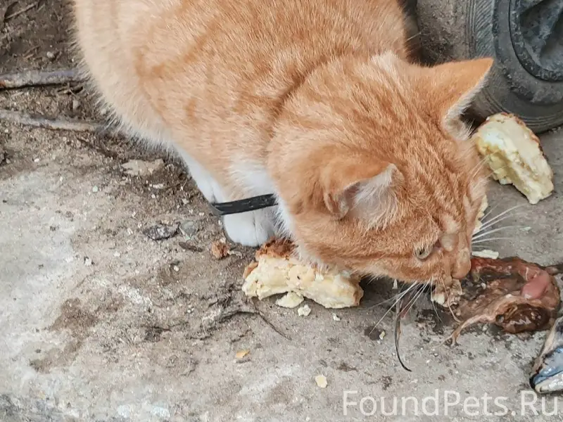 ❗❗Найдена кошка. ❗❗Месяц назад...
