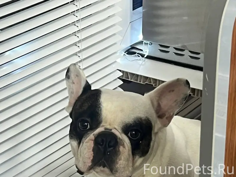 Опубликуйте срочно!!! Хозяин с...