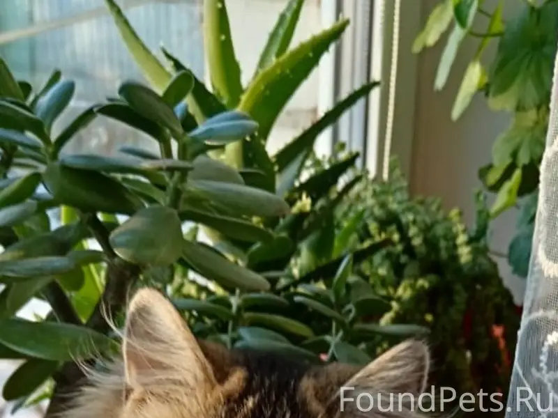 🆘⚡️❗️ Помогите найти ❗️⚡️🆘 📍п....