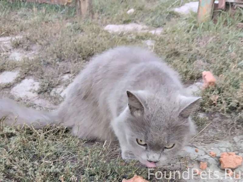 ⚡❗Чья потеряшка?❗⚡ 📍пгт Северн...