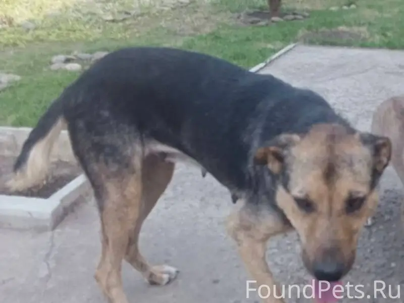 Пропала собака, взрослая, добр...