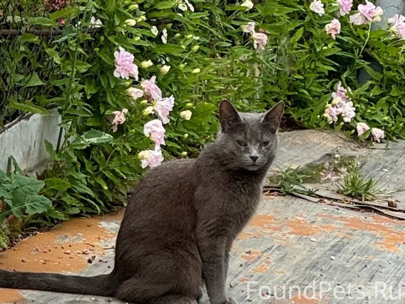 ПОТЕРЯЛАСЬ КОШКА СТЕШКА‼️🐈‍⬛ П...