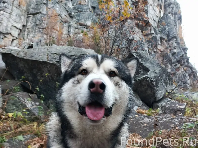 ❗ПРОПАЛА СОБАКА❗ Отзывается на...