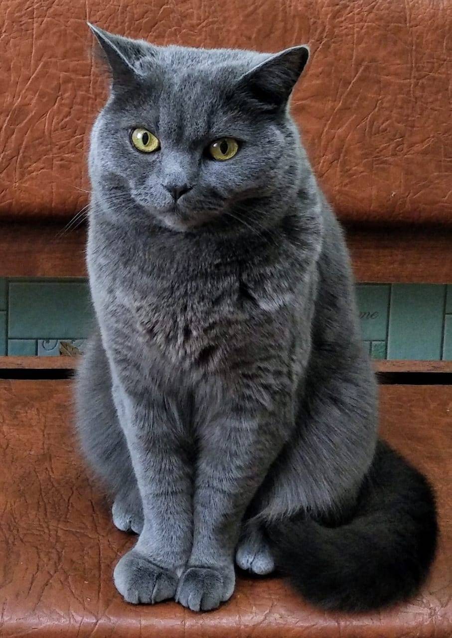 Пропал кот на юго-западном в.....