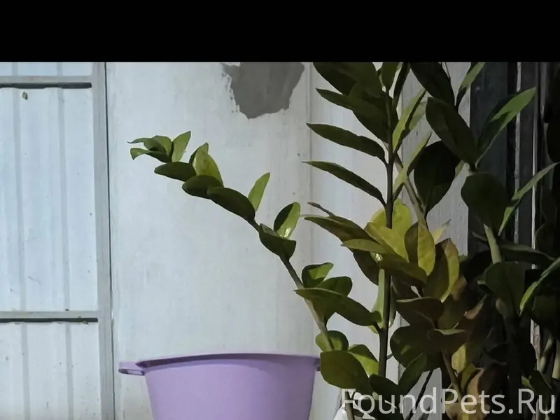 В районе фреша пропала кошка, ...