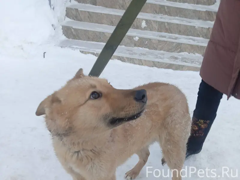 В мороз многие владельцы отпус...