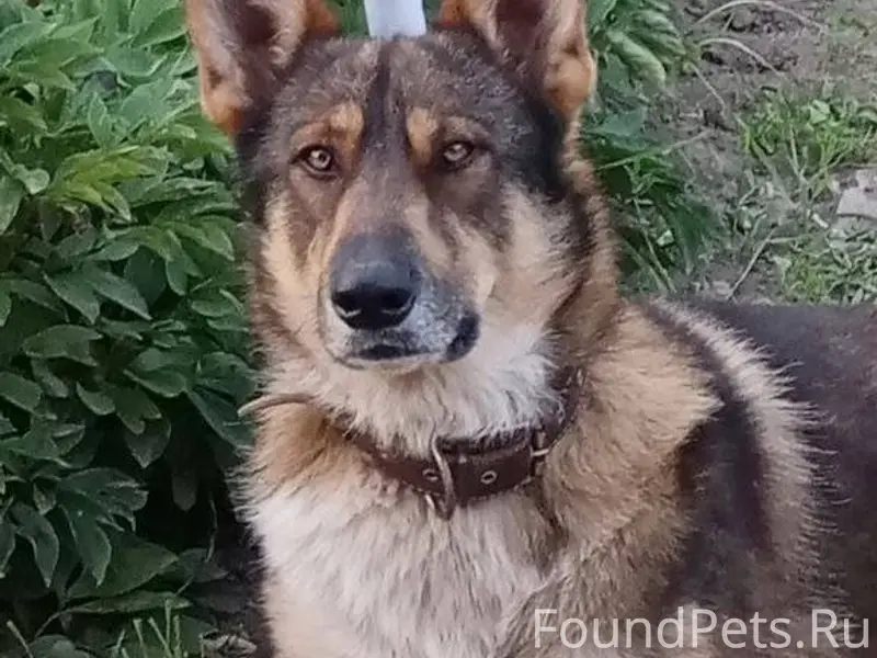 Пропала собака в СНТ Балтийски...