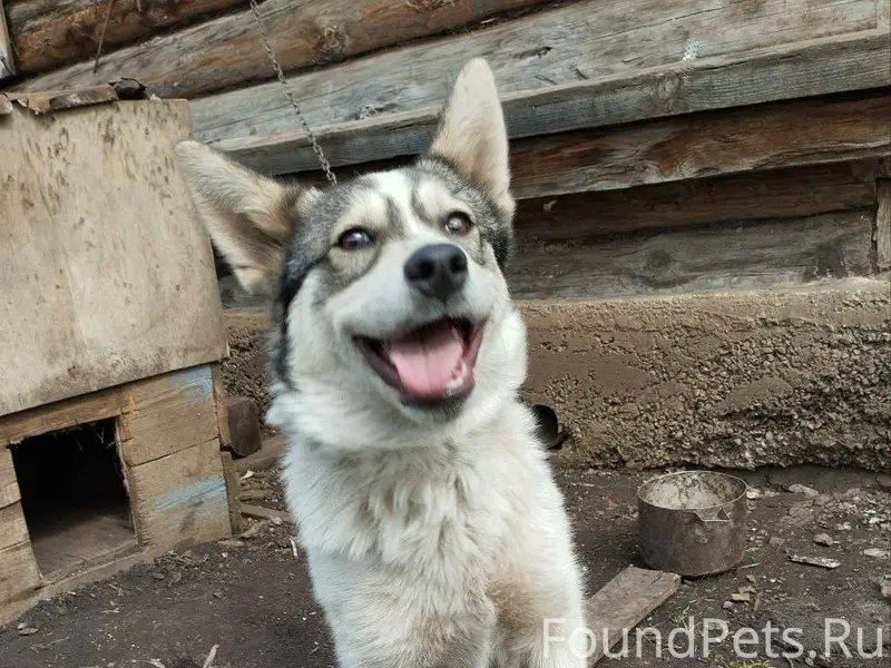 ПОТЕРЯЛАСЬ СОБАКА! Поселок Окт...